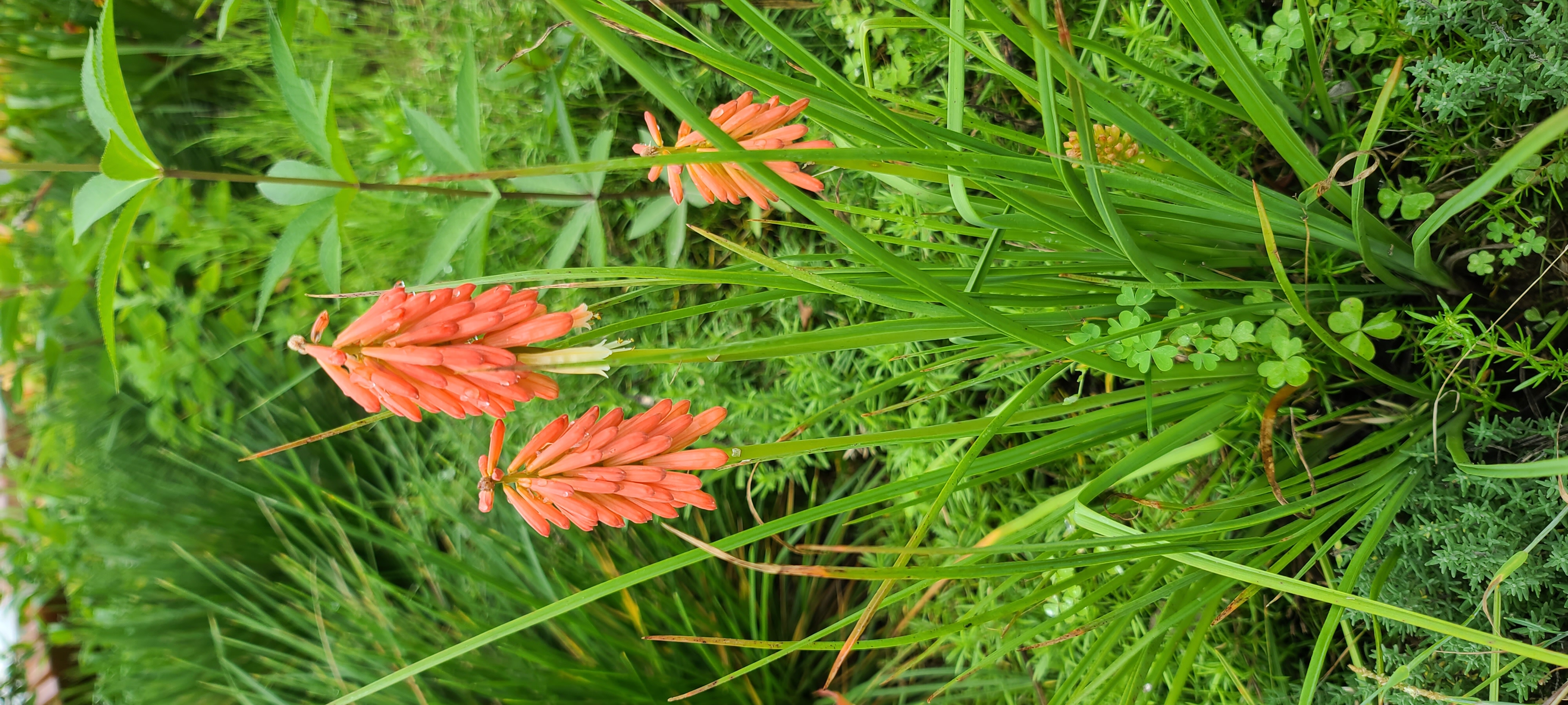 Kniphofia 'Poco Red'